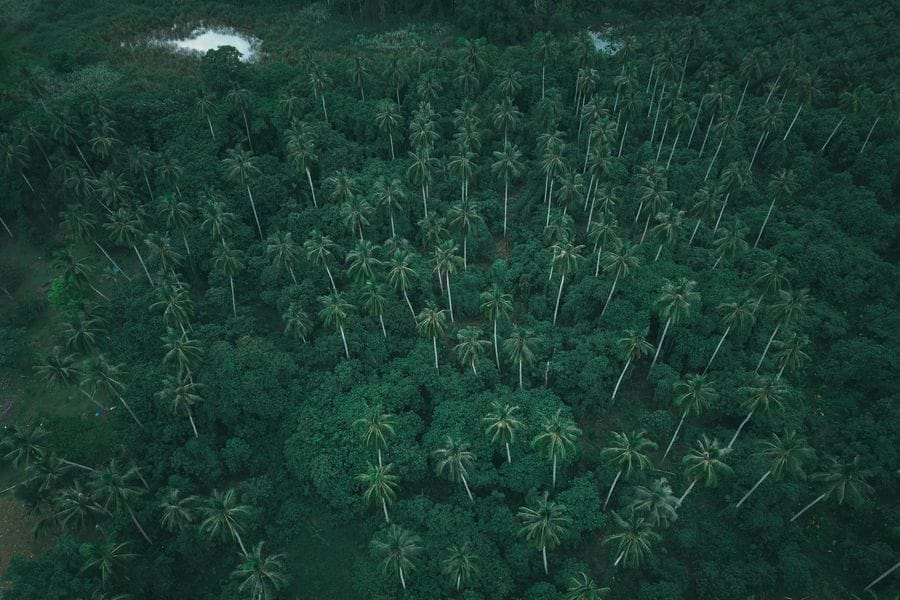 Carbon & Nature
